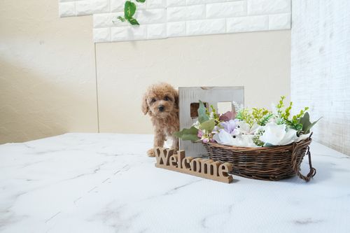 滋賀県のトイプードル(タイニー) (いっぷく湖南店/2026年2月24日生まれ/女の子/オレンジフォーン)の子犬の4枚目の画像