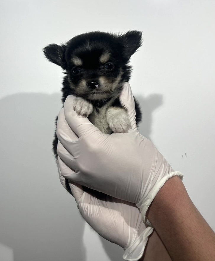 埼玉県のチワワ(ロング) (ペッツスマイル南中野店/2025年12月21日生まれ/男の子/ブラックタンホワイト)の子犬の1枚目の画像