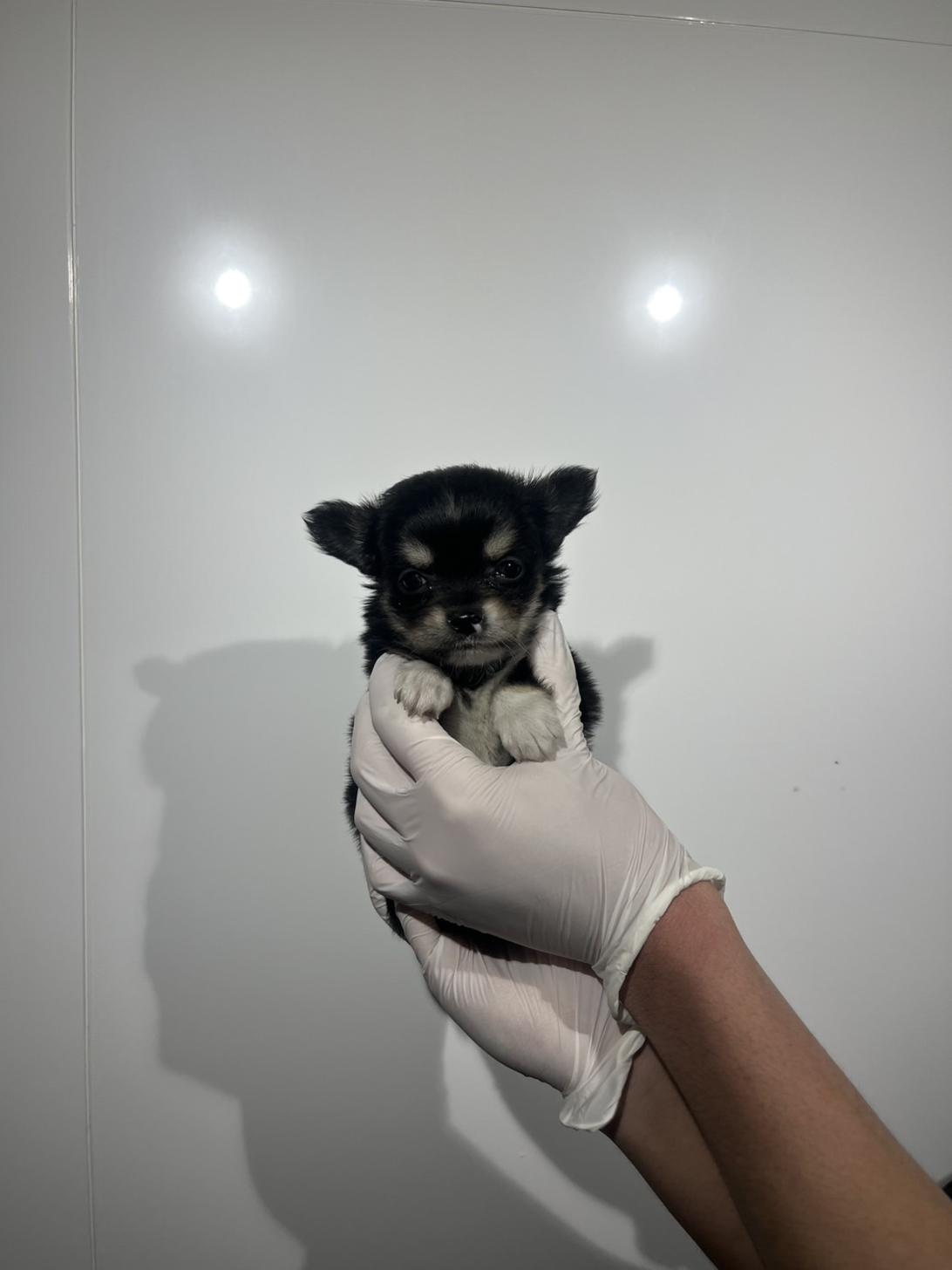 埼玉県のチワワ(ロング) (ペッツスマイル南中野店/2025年12月21日生まれ/男の子/ブラックタンホワイト)の子犬の2枚目の画像