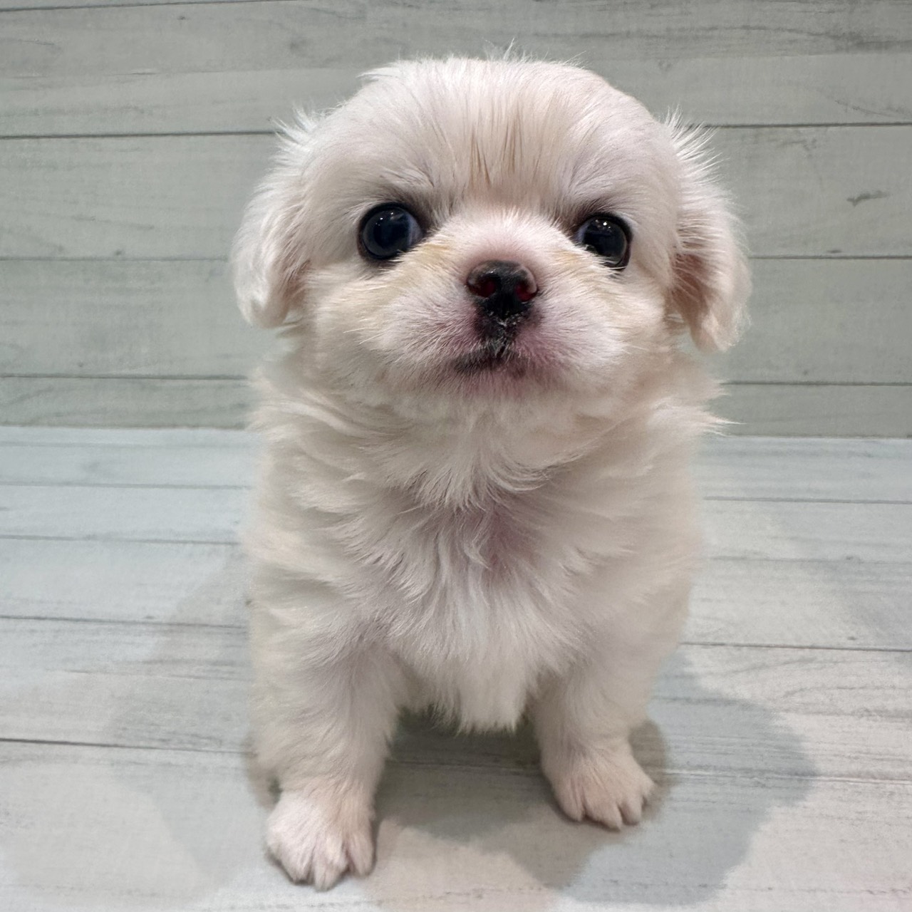 千葉県のチワペキ/ペキチー/ペキチワ(チワワ×ペキニーズ) (ペピカあびこ店/2026年1月30日生まれ/女の子/ホワイト)の子犬の1枚目の画像