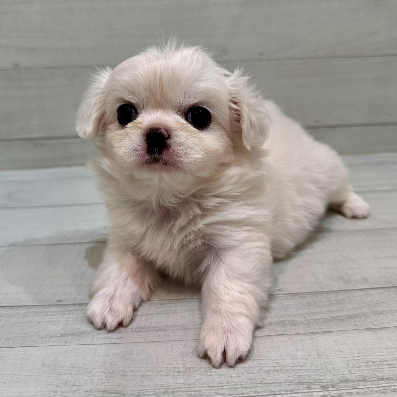 千葉県のチワペキ/ペキチー/ペキチワ(チワワ×ペキニーズ) (ペピカあびこ店/2026年1月30日生まれ/女の子/ホワイト)の子犬の2枚目の画像