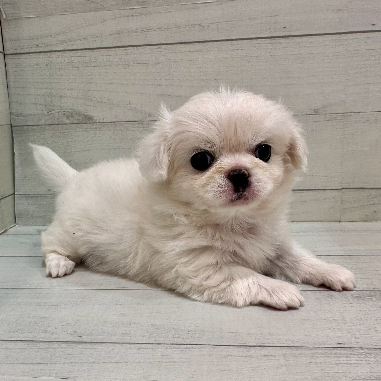千葉県のチワペキ/ペキチー/ペキチワ(チワワ×ペキニーズ) (ペピカあびこ店/2026年1月30日生まれ/女の子/ホワイト)の子犬の3枚目の画像