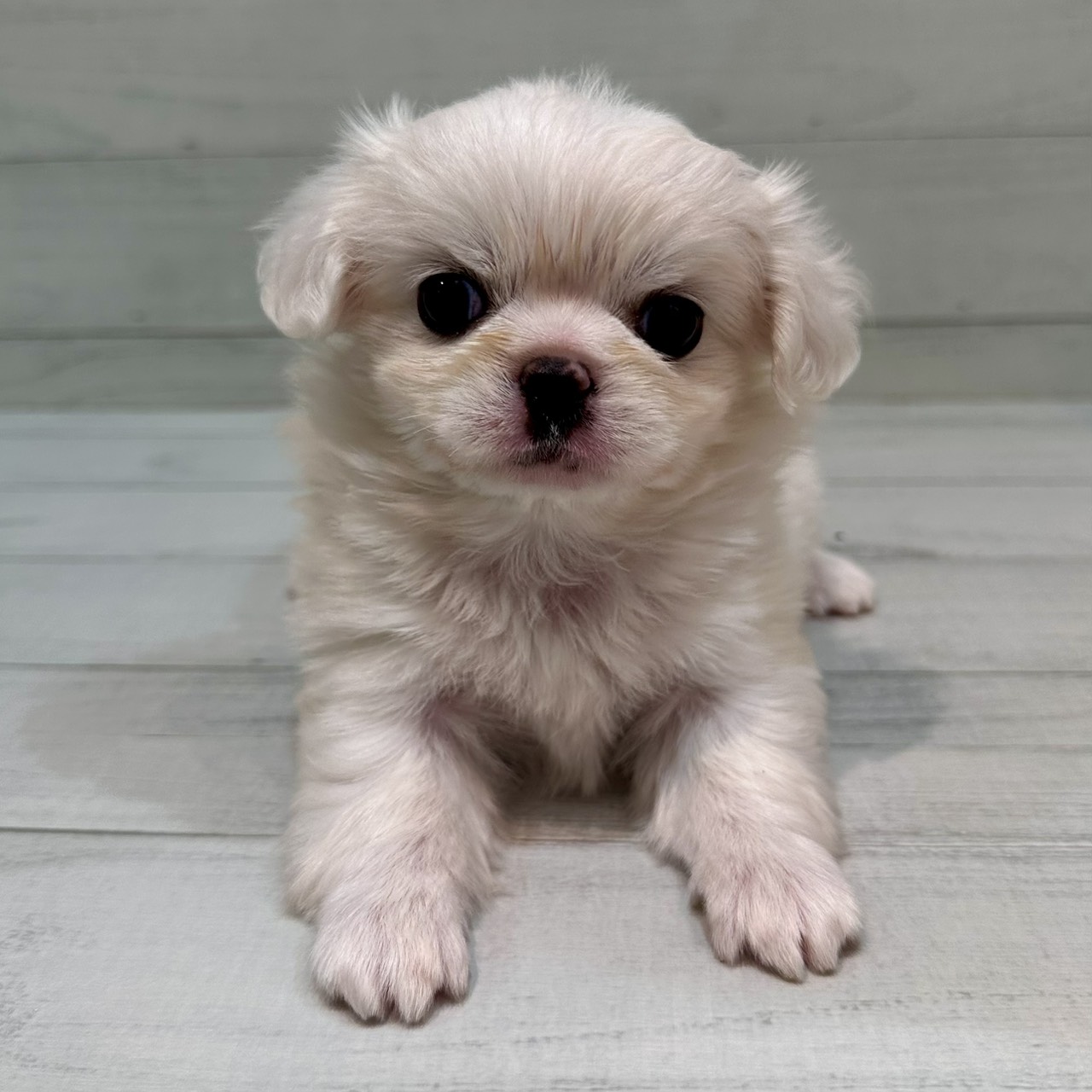 千葉県のチワペキ/ペキチー/ペキチワ(チワワ×ペキニーズ) (ペピカあびこ店/2026年1月30日生まれ/女の子/ホワイト)の子犬の4枚目の画像