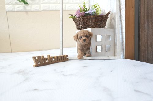 滋賀県のトイプードル(トイ) (いっぷく湖南店/2025年7月5日生まれ/女の子/オレンジフォーン)の子犬の2枚目の画像