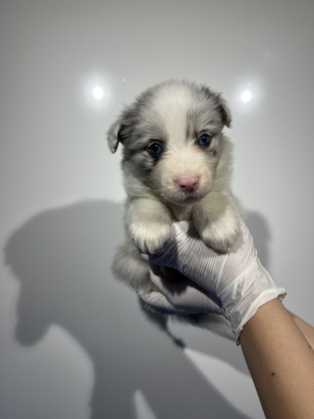 埼玉県のボーダーコリー (ペッツスマイル加須インター店/2026年2月4日生まれ/男の子/ブルーマール)の子犬の1枚目の画像