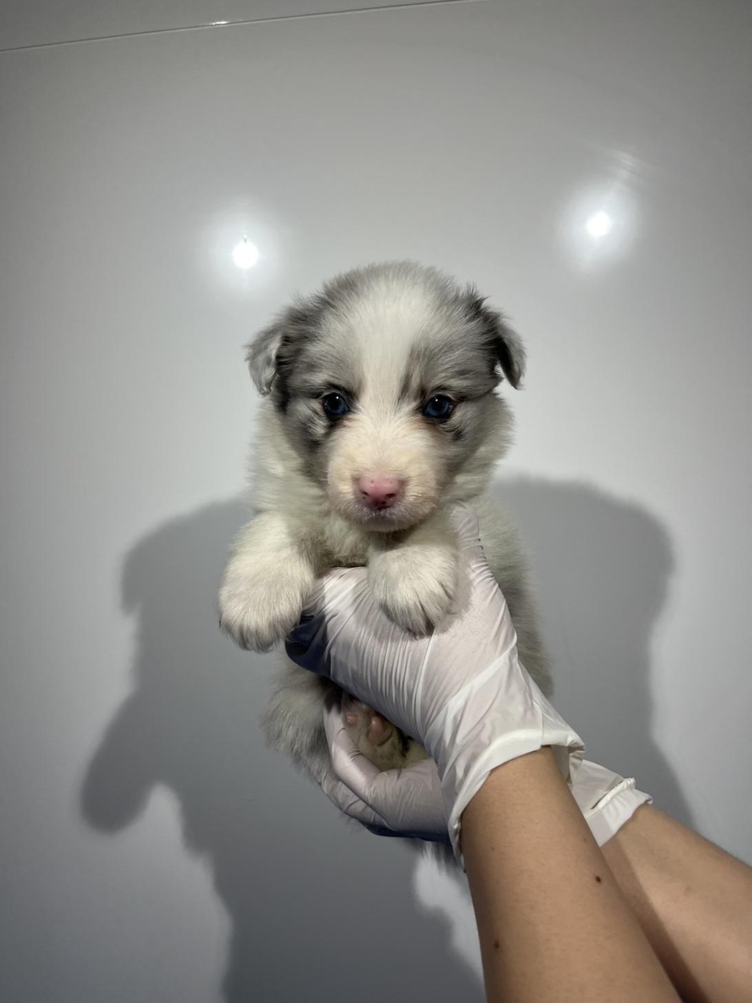 埼玉県のボーダーコリー (ペッツスマイル加須インター店/2026年2月4日生まれ/男の子/ブルーマール)の子犬の2枚目の画像