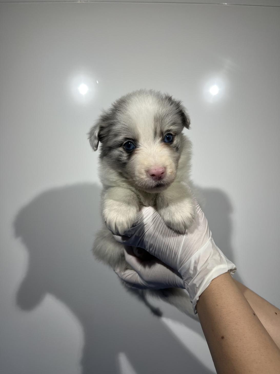埼玉県のボーダーコリー (ペッツスマイル加須インター店/2026年2月4日生まれ/男の子/ブルーマール)の子犬の3枚目の画像