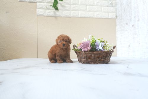 滋賀県のトイプードル(トイ) (いっぷく湖南店/2025年8月19日生まれ/女の子/レッドフォーン)の子犬の1枚目の画像
