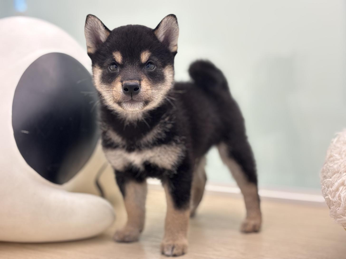 神奈川県の柴犬(標準サイズ) (Doggy Style 小田原店/2025年5月16日生まれ/男の子/黒)の子犬の1枚目の画像