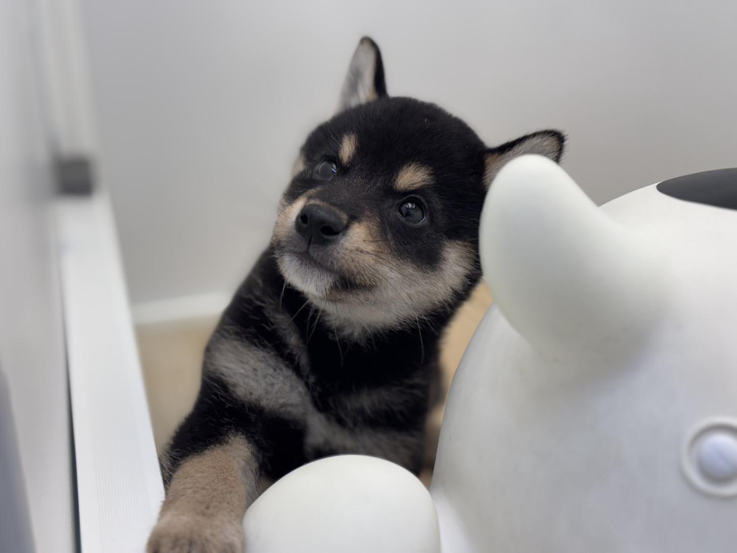 神奈川県の柴犬(標準サイズ) (Doggy Style 小田原店/2025年5月16日生まれ/男の子/黒)の子犬の2枚目の画像