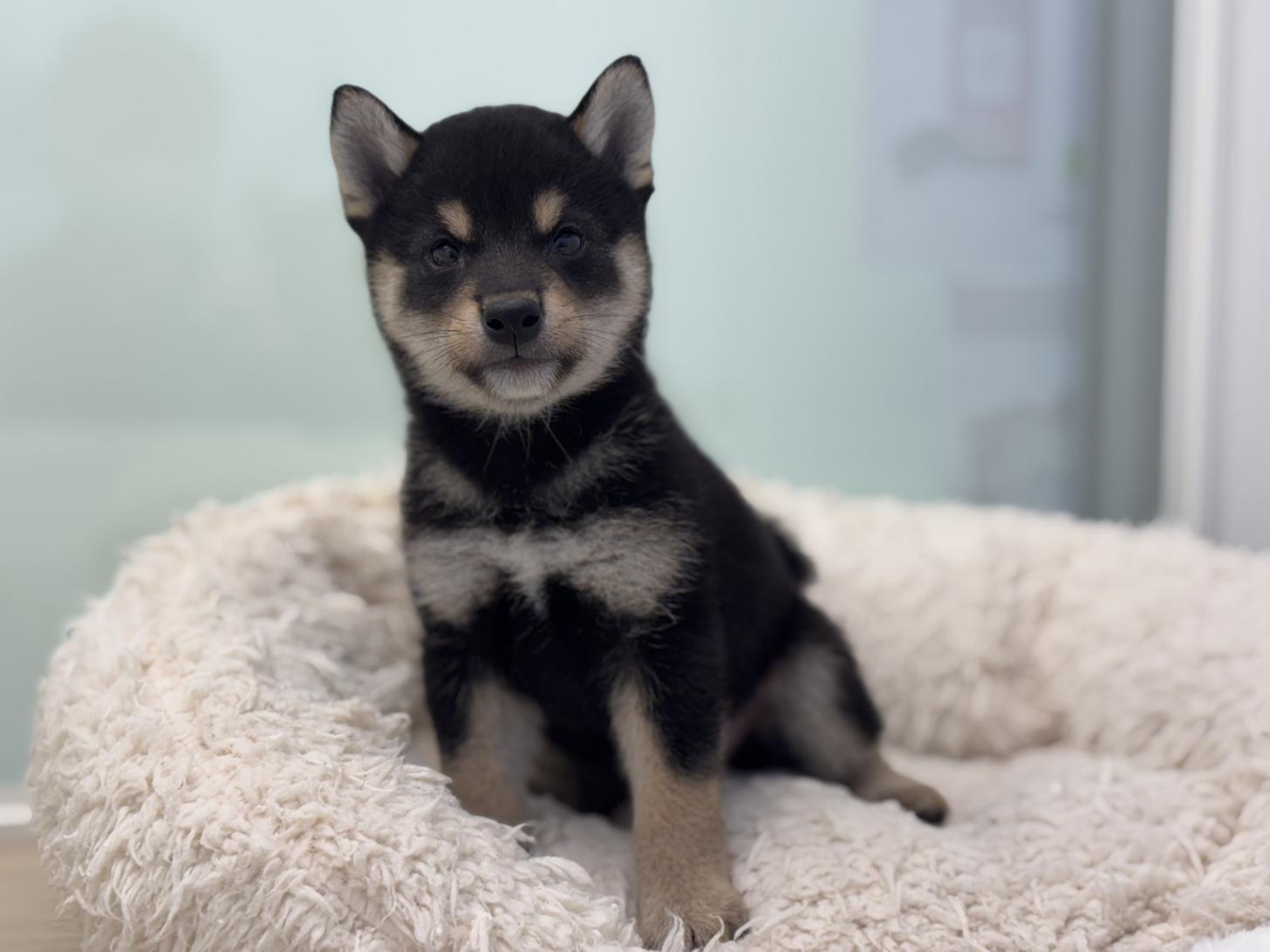 神奈川県の柴犬(標準サイズ) (Doggy Style 小田原店/2025年5月16日生まれ/男の子/黒)の子犬の3枚目の画像
