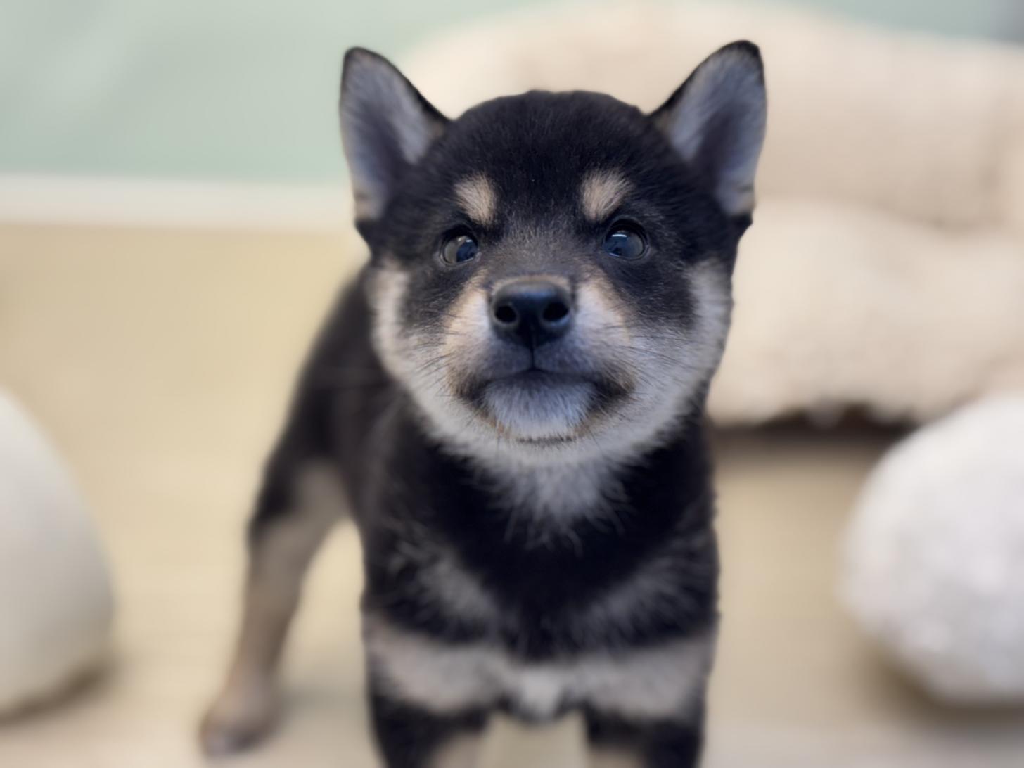 神奈川県の柴犬(標準サイズ) (Doggy Style 小田原店/2025年5月16日生まれ/男の子/黒)の子犬の4枚目の画像