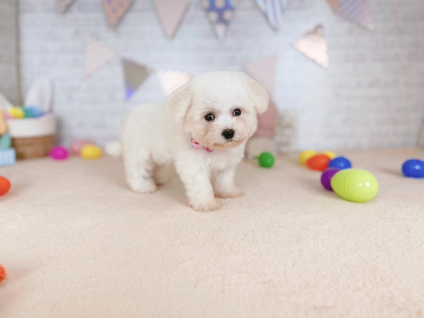 北海道のビションフリーゼ (ペットショップだんぼ/2026年2月19日生まれ/女の子/ホワイト)の子犬の1枚目の画像