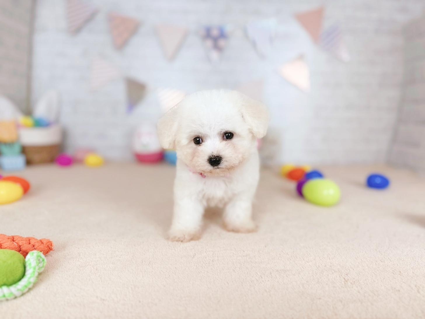 北海道のビションフリーゼ (ペットショップだんぼ/2026年2月19日生まれ/女の子/ホワイト)の子犬の2枚目の画像