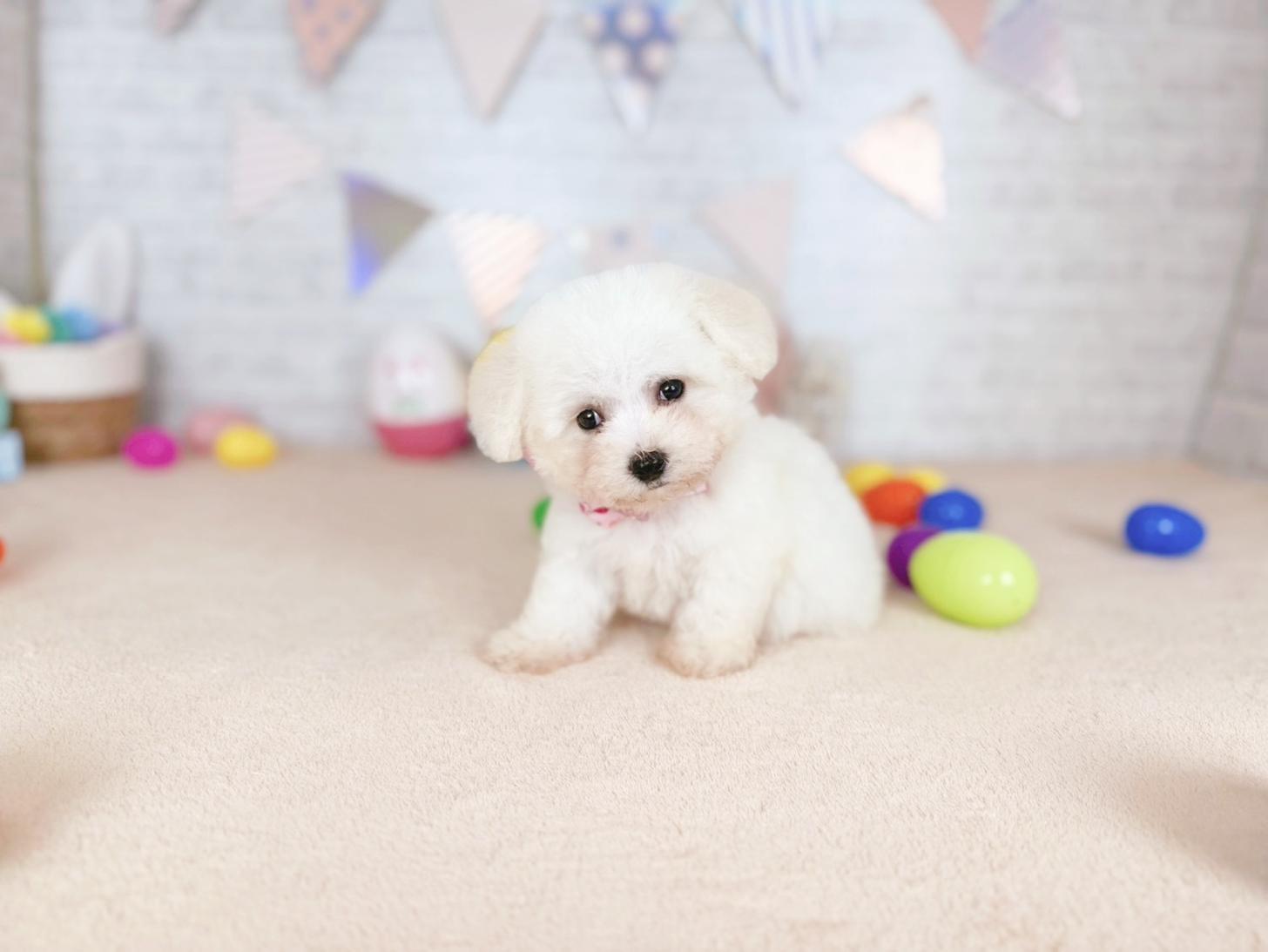 北海道のビションフリーゼ (ペットショップだんぼ/2026年2月19日生まれ/女の子/ホワイト)の子犬の3枚目の画像