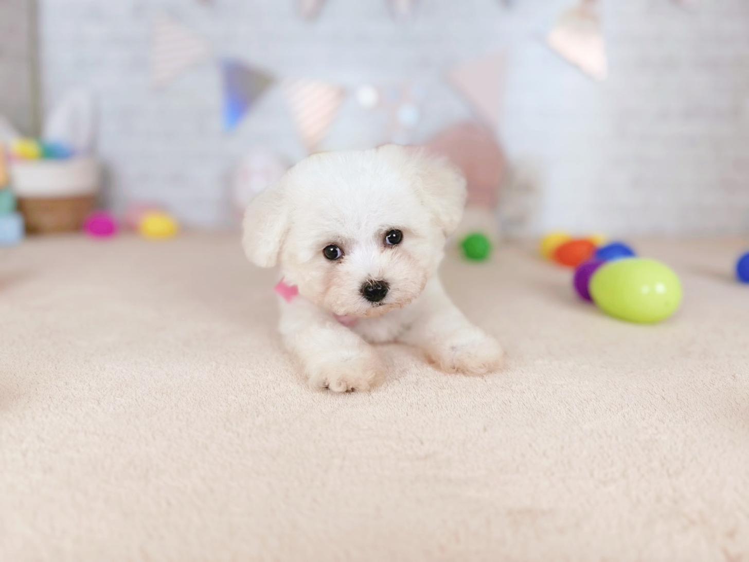 北海道のビションフリーゼ (ペットショップだんぼ/2026年2月19日生まれ/女の子/ホワイト)の子犬の4枚目の画像