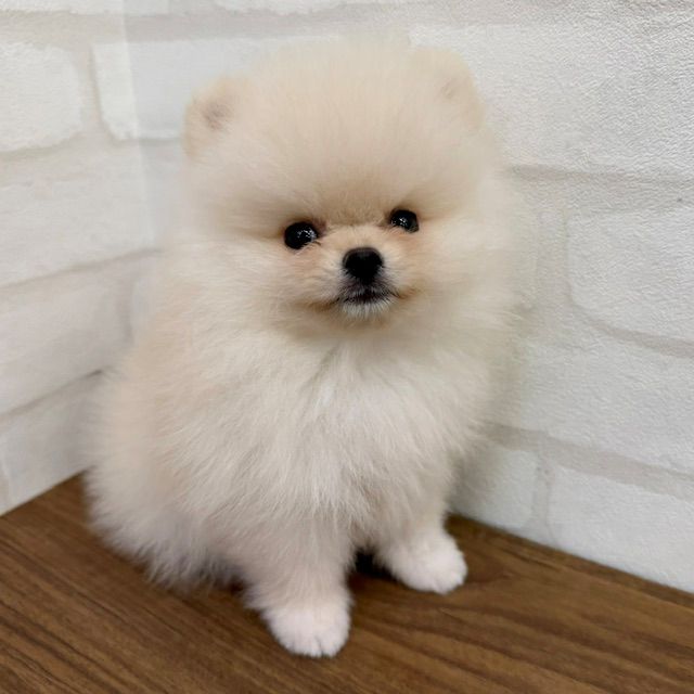 東京都のポメラニアン (ペッツコンシェルMitteN府中店/2026年4月25日生まれ/男の子/クリーム)の子犬