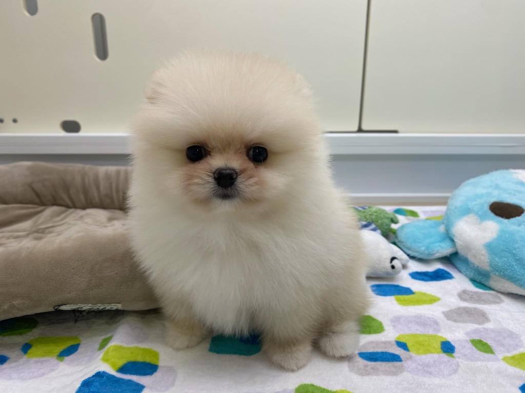 宮城県のポメラニアン (ズーズーカンパニー 八乙女店/2026年6月14日生まれ/女の子/クリーム)の子犬の2枚目の画像