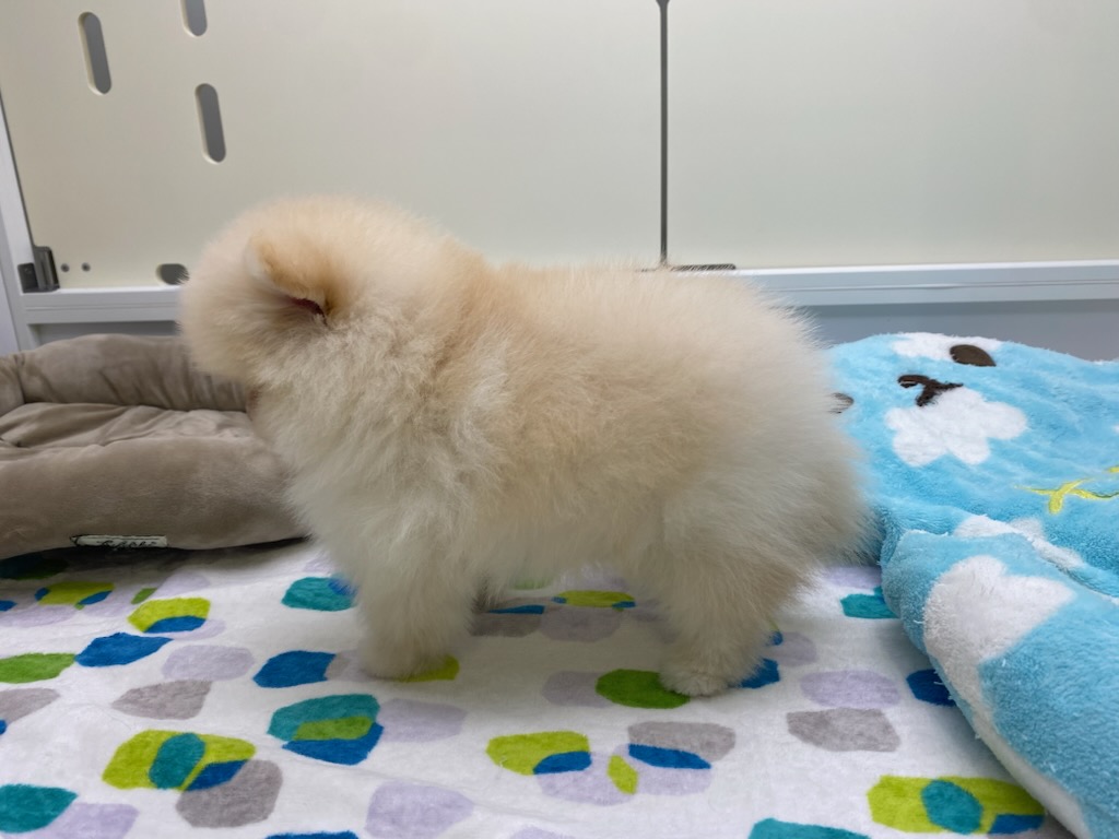 宮城県のポメラニアン (ズーズーカンパニー 八乙女店/2026年6月14日生まれ/女の子/クリーム)の子犬の3枚目の画像