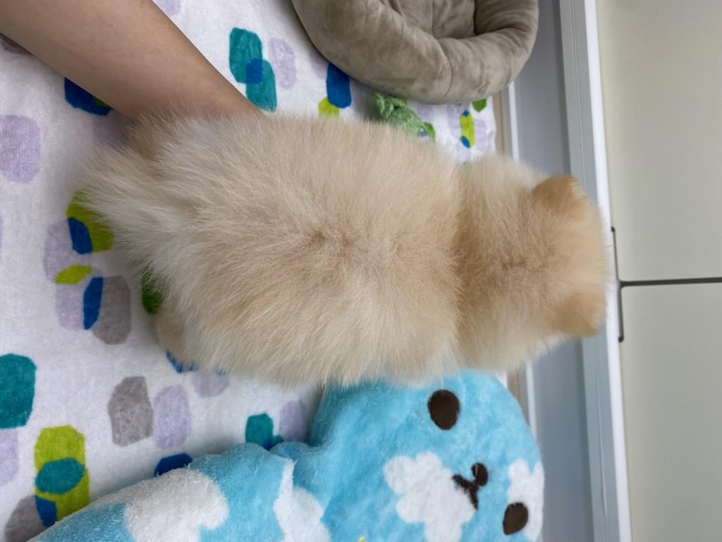 宮城県のポメラニアン (ズーズーカンパニー 八乙女店/2026年6月14日生まれ/女の子/クリーム)の子犬の4枚目の画像