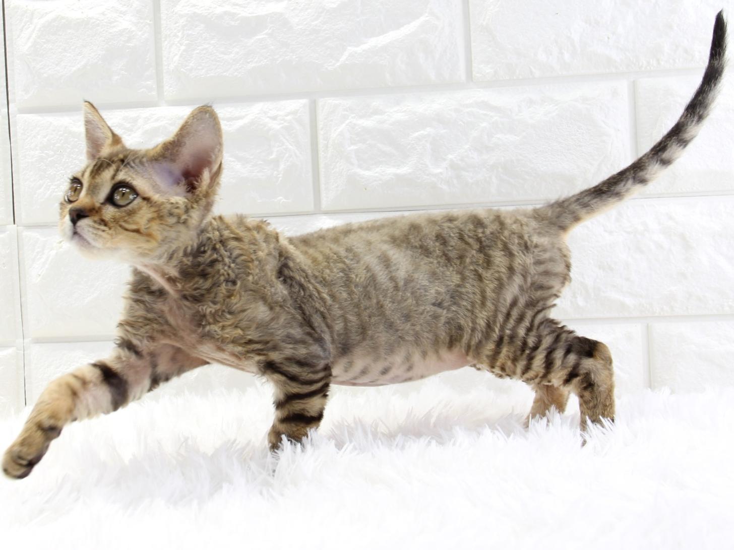 愛知県のデボンレックス (猫福家 名古屋南店/2025年4月1日生まれ/男の子/ブラウンタビー)の子猫の3枚目の画像