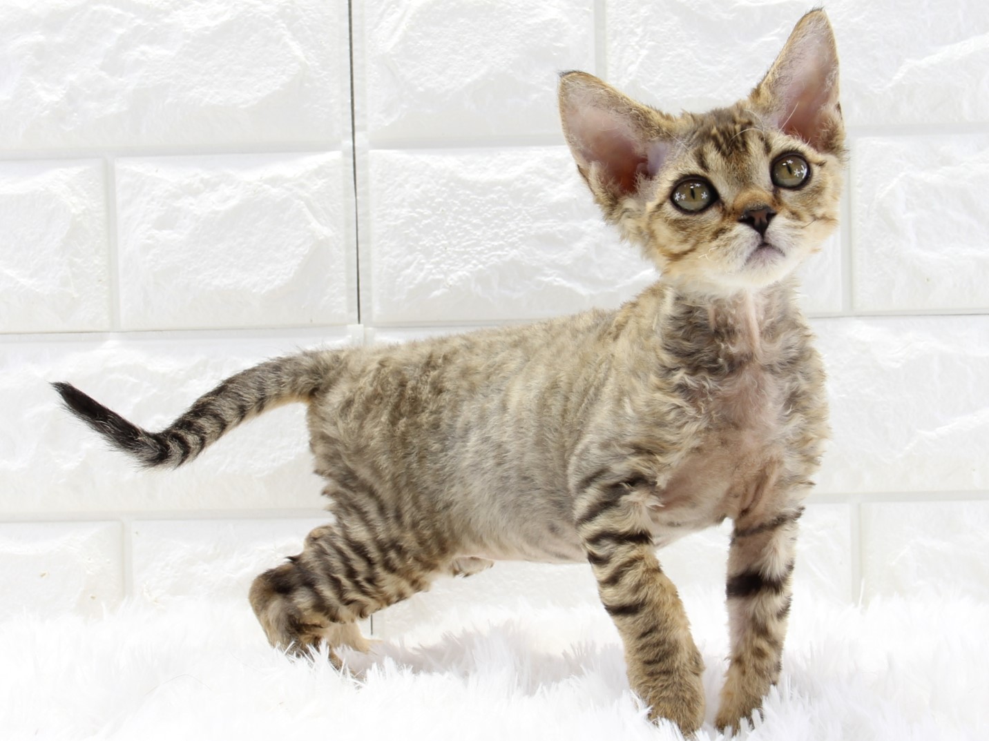 愛知県のデボンレックス (猫福家 名古屋南店/2025年4月1日生まれ/男の子/ブラウンタビー)の子猫の4枚目の画像