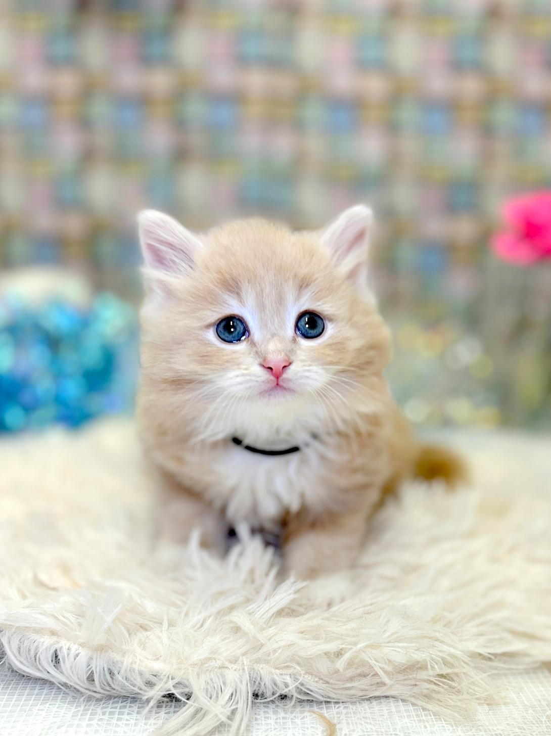 北海道のサイベリアン (ラブワンコ平岸店/2026年1月27日生まれ/男の子/クリームタビー)の子猫