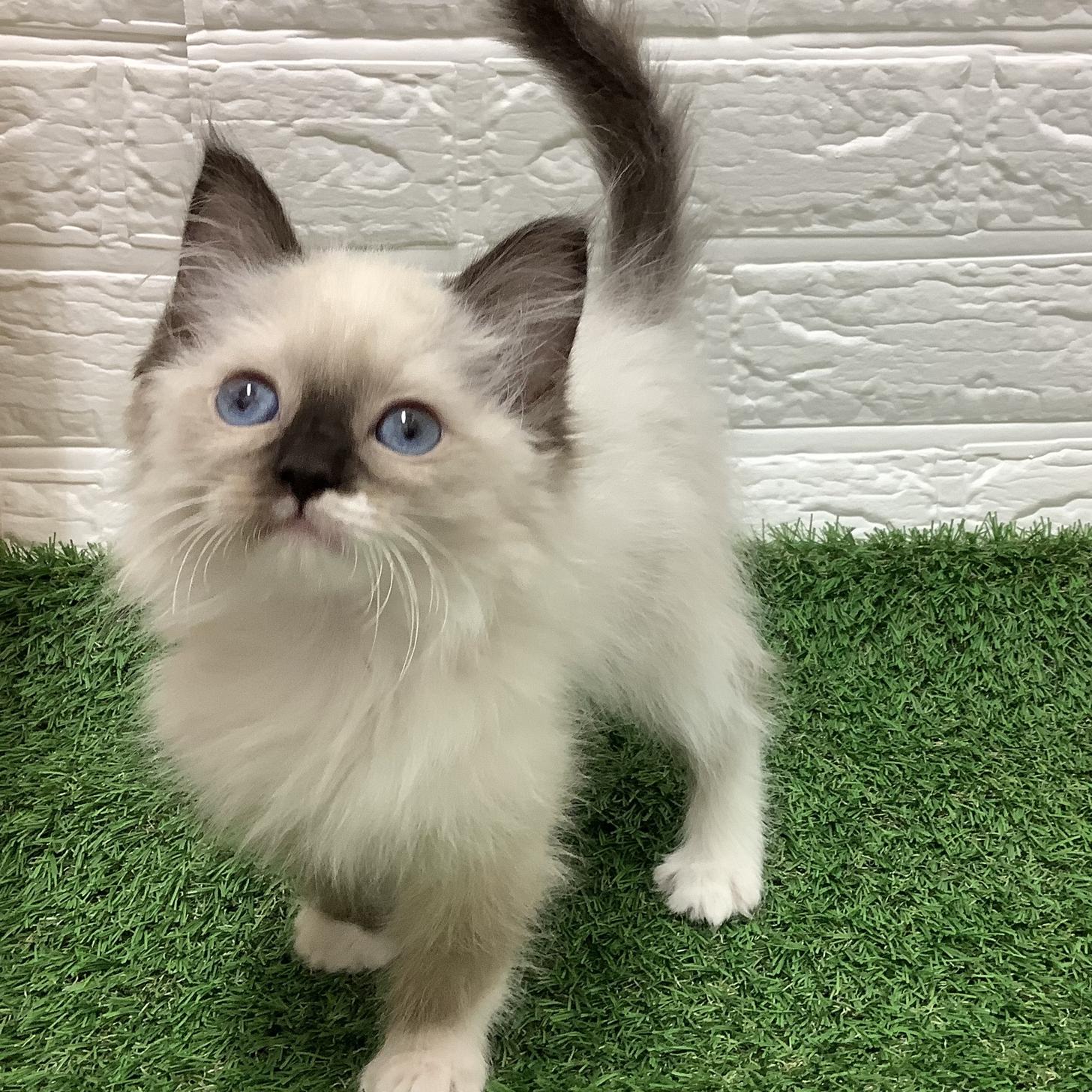福岡県のラグドール (ディスワン ドッグズホーム大野城店/2025年10月15日生まれ/女の子/シールポイントミテッド)の子猫