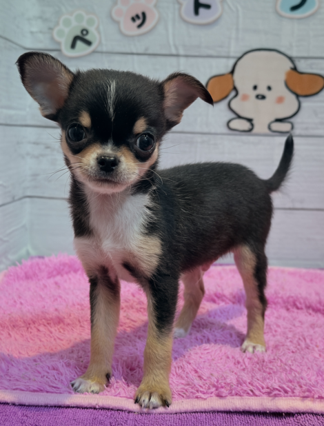 北海道のチワワ(スムース) (ペットフェイス大谷地店/2025年10月7日生まれ/男の子/ブラックタンホワイト)の子犬の1枚目の画像