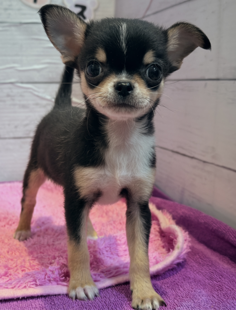 北海道のチワワ(スムース) (ペットフェイス大谷地店/2025年10月7日生まれ/男の子/ブラックタンホワイト)の子犬の2枚目の画像