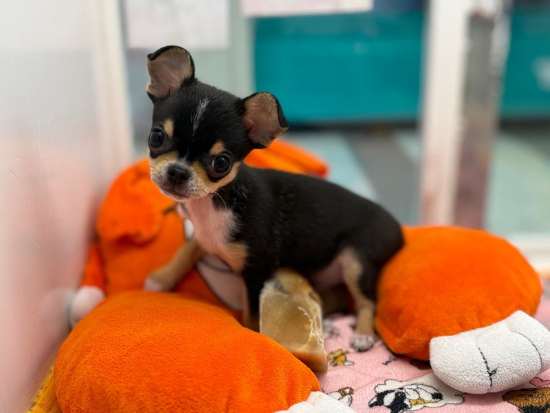 北海道のチワワ(スムース) (ペットフェイス大谷地店/2025年10月7日生まれ/男の子/ブラックタンホワイト)の子犬の3枚目の画像
