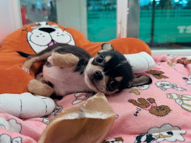 北海道のチワワ(スムース) (ペットフェイス大谷地店/2025年10月7日生まれ/男の子/ブラックタンホワイト)の子犬の4枚目の画像