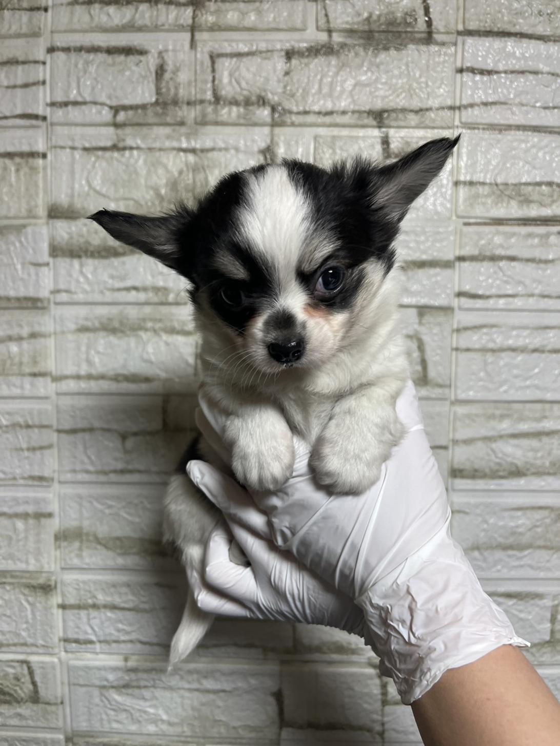埼玉県のチワワ(ロング) (ペッツスマイル南中野店/2025年12月2日生まれ/男の子/ホワイトブラックタン)の子犬の1枚目の画像