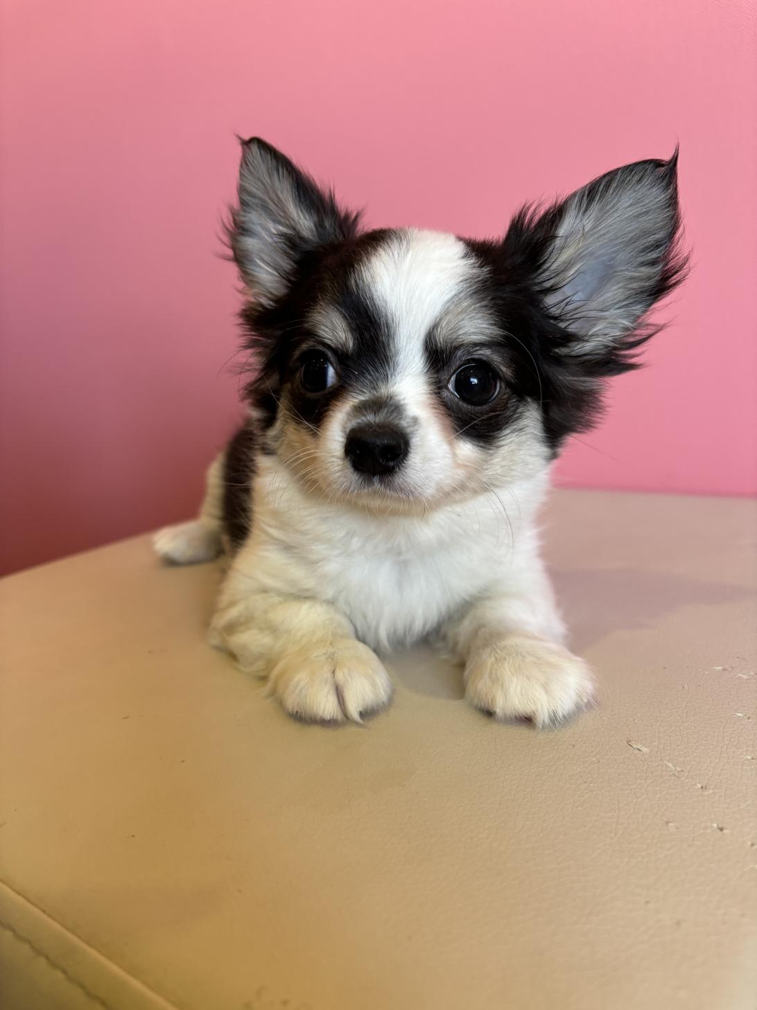 埼玉県のチワワ(ロング) (ペッツスマイル南中野店/2025年12月2日生まれ/男の子/ホワイトブラックタン)の子犬の2枚目の画像