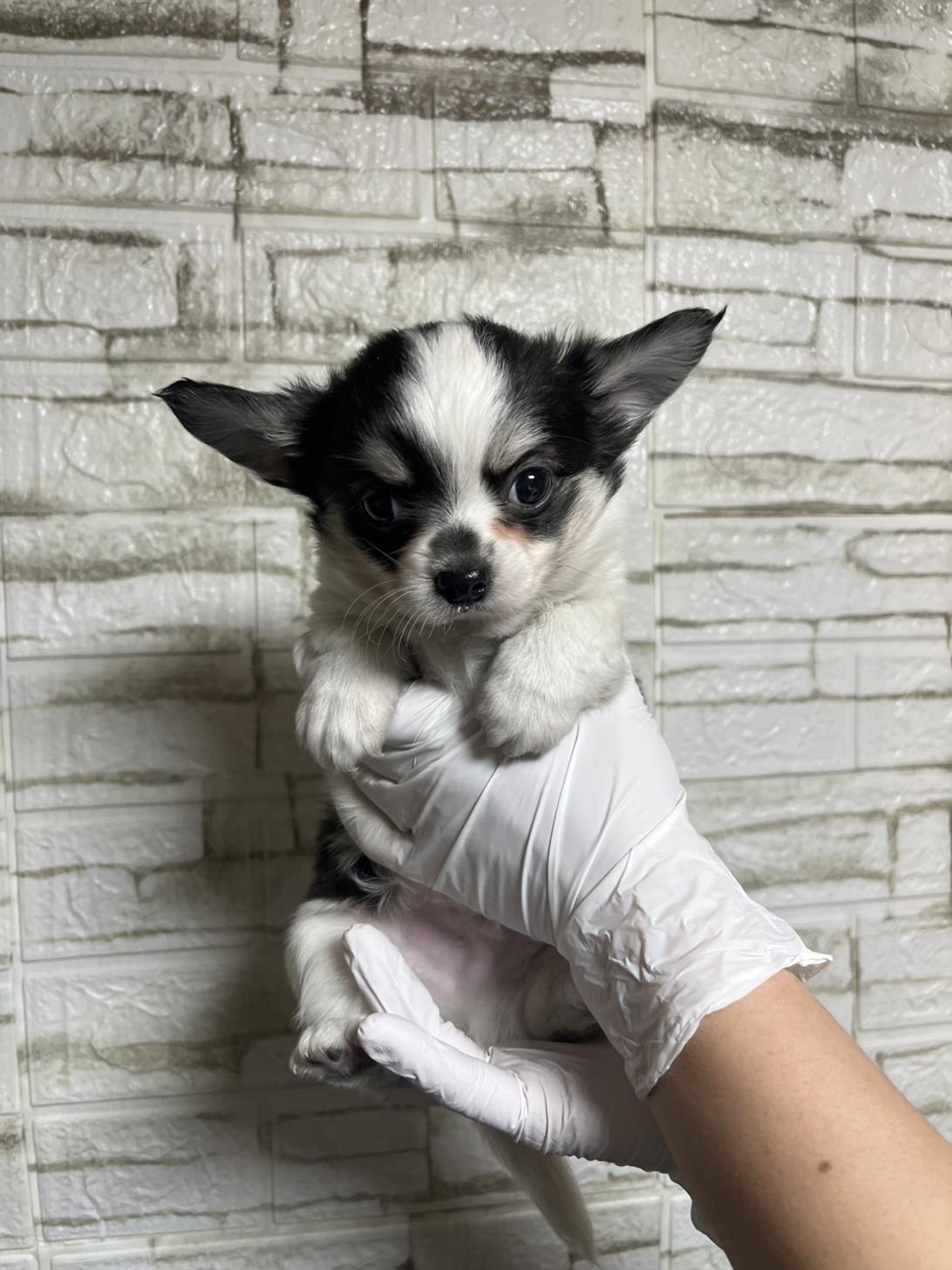 埼玉県のチワワ(ロング) (ペッツスマイル南中野店/2025年12月2日生まれ/男の子/ホワイトブラックタン)の子犬の2枚目の画像