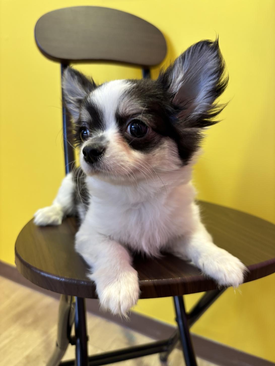 埼玉県のチワワ(ロング) (ペッツスマイル南中野店/2025年12月2日生まれ/男の子/ホワイトブラックタン)の子犬の3枚目の画像