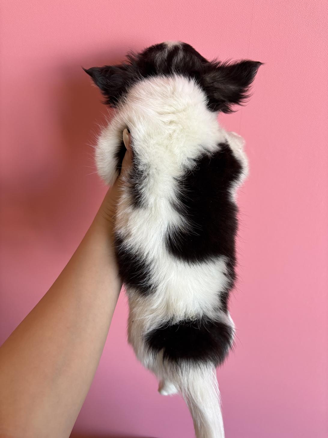 埼玉県のチワワ(ロング) (ペッツスマイル南中野店/2025年12月2日生まれ/男の子/ホワイトブラックタン)の子犬の4枚目の画像