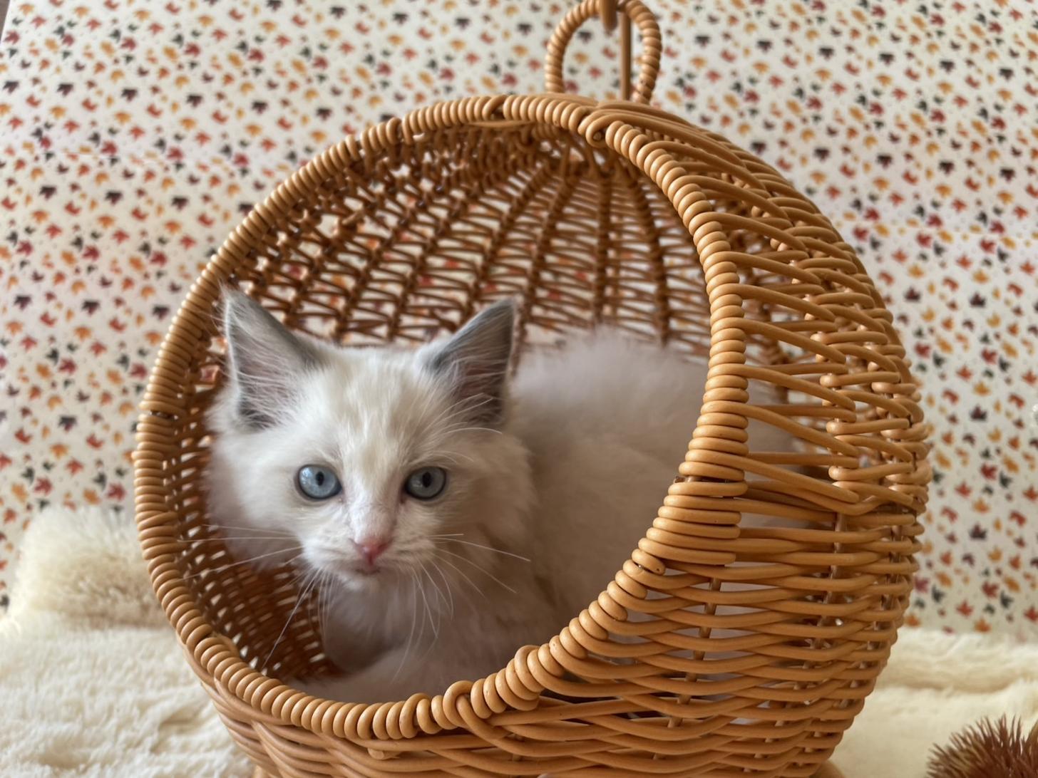 佐賀県のラグドール (スタードッグス新鳥栖店/2025年9月9日生まれ/女の子/ブルーポイントバイカラー)の子猫の1枚目の画像