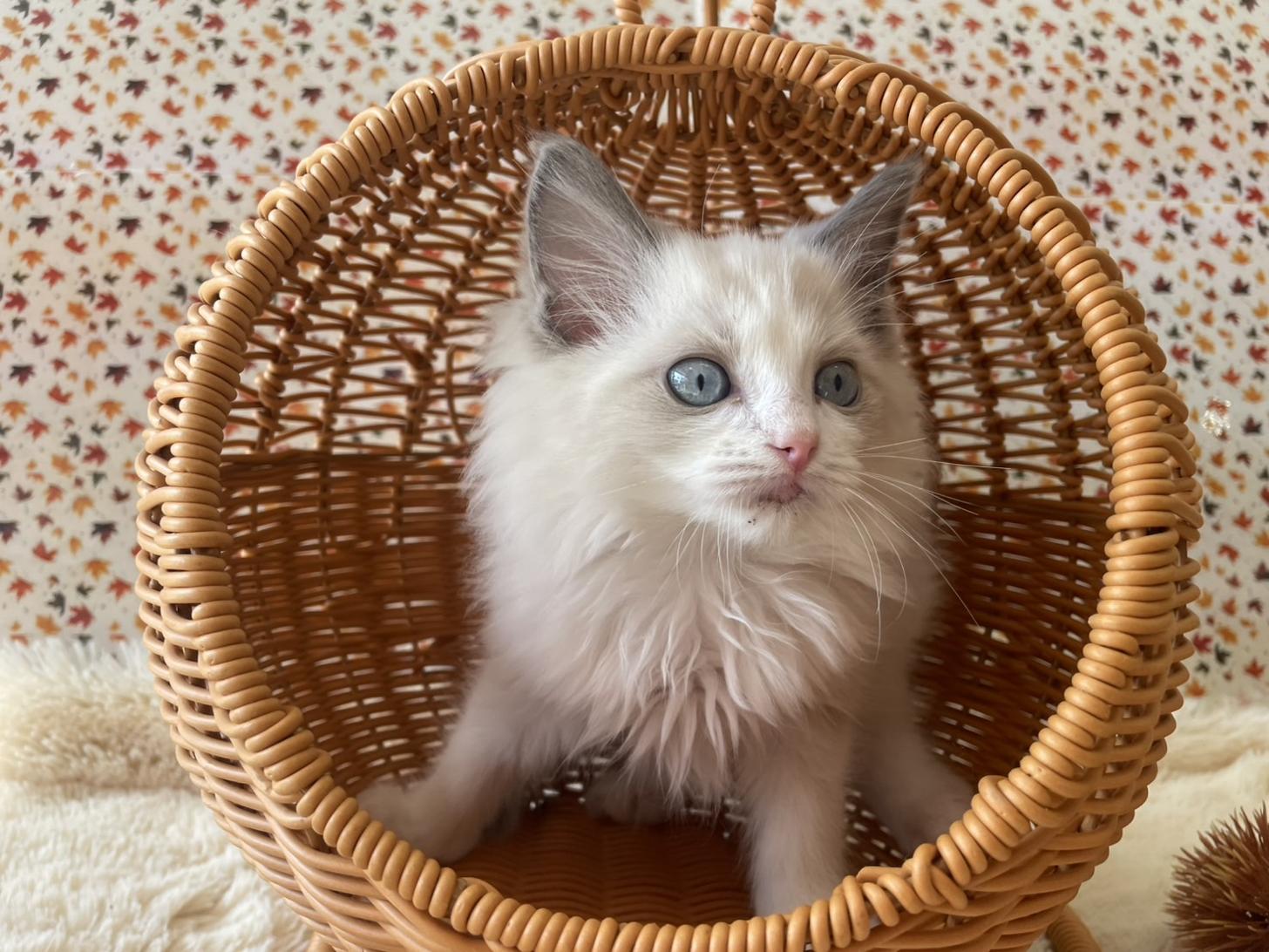 佐賀県のラグドール (スタードッグス新鳥栖店/2025年9月9日生まれ/女の子/ブルーポイントバイカラー)の子猫の2枚目の画像