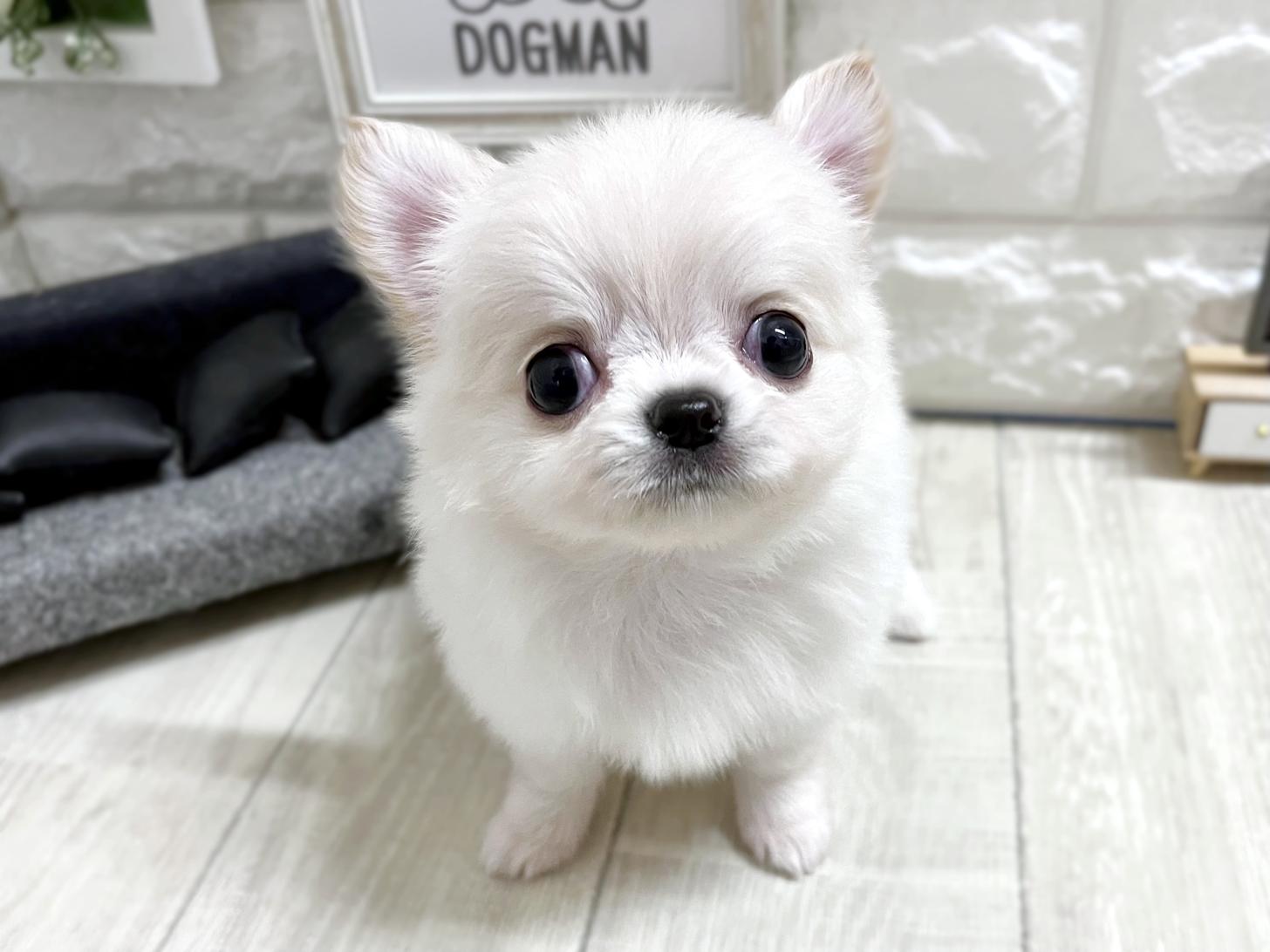和歌山県のチワワ(ロング) (DOGMAN和歌山中之島店/2026年3月4日生まれ/男の子/クリーム)の子犬の1枚目の画像