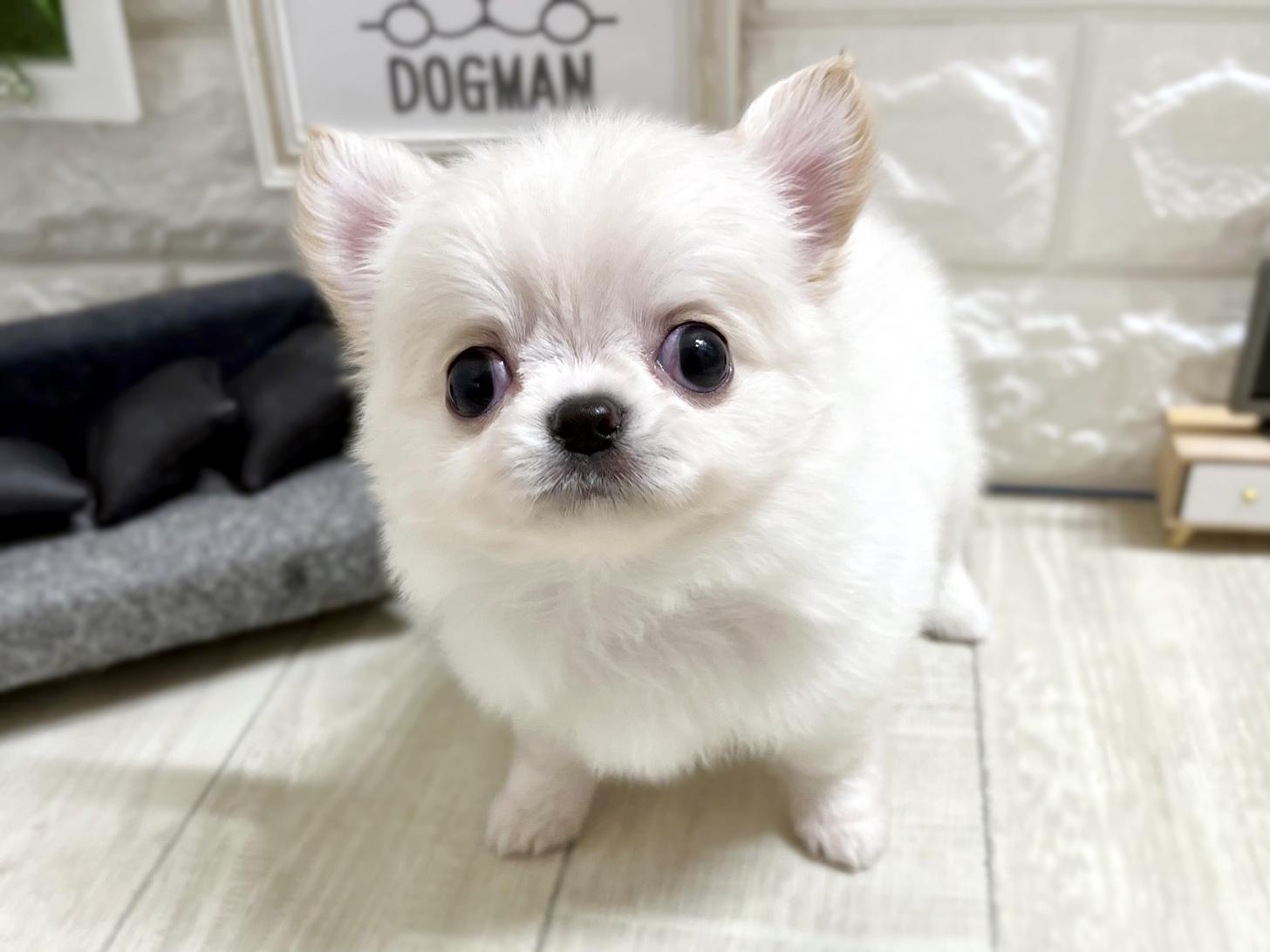 和歌山県のチワワ(ロング) (DOGMAN和歌山中之島店/2026年3月4日生まれ/男の子/クリーム)の子犬の2枚目の画像