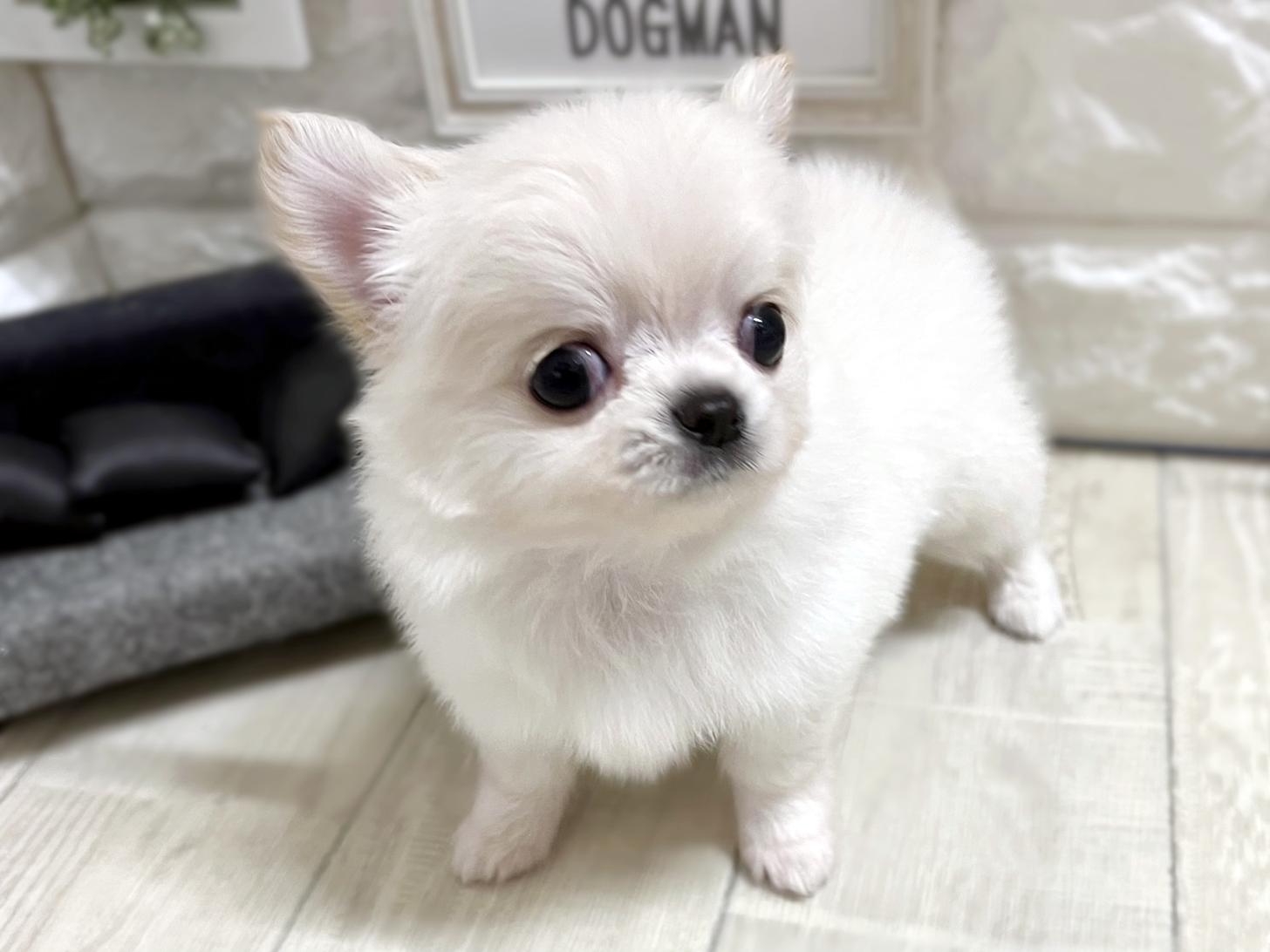 和歌山県のチワワ(ロング) (DOGMAN和歌山中之島店/2026年3月4日生まれ/男の子/クリーム)の子犬の3枚目の画像