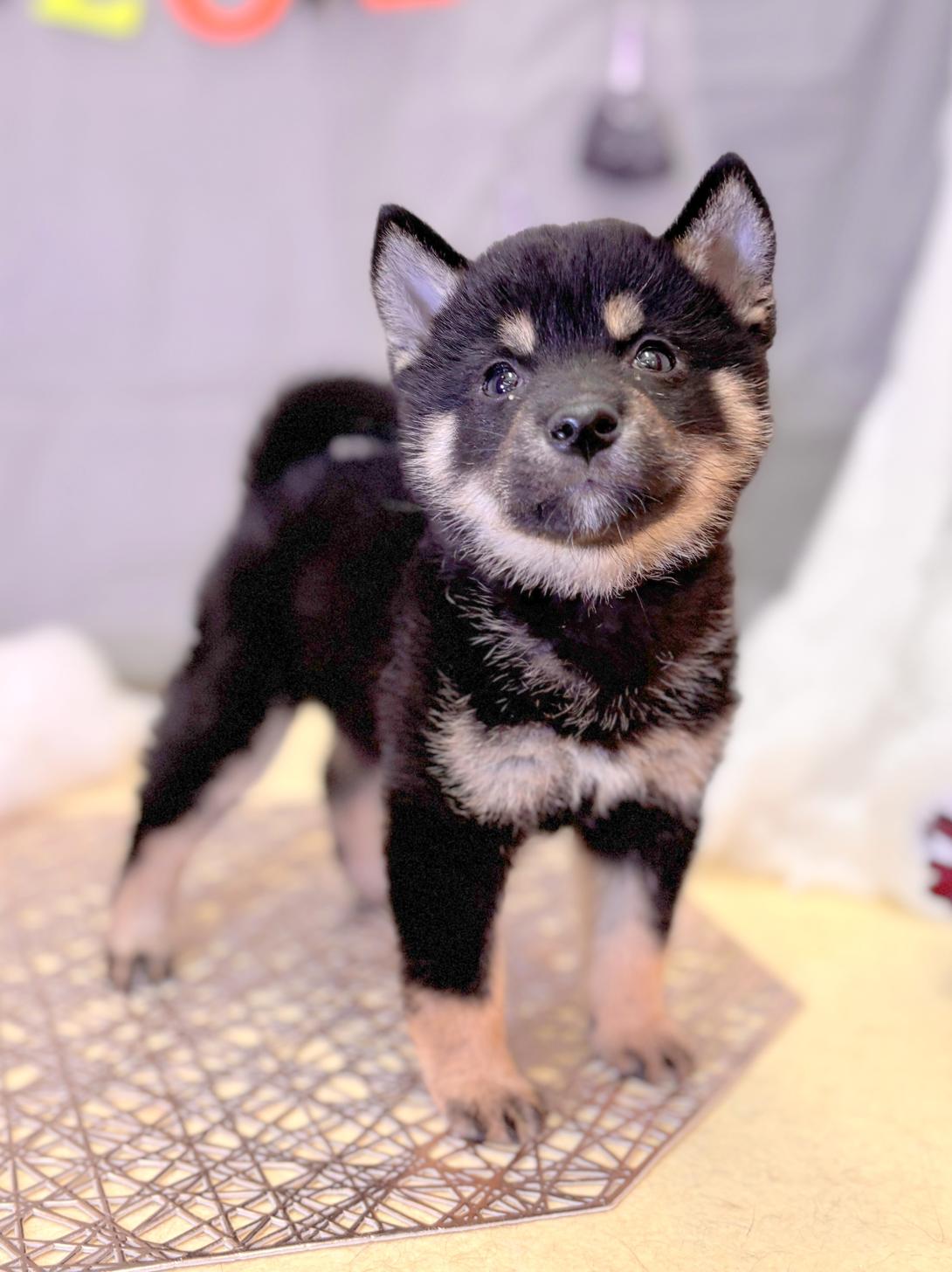 北海道の柴犬(標準サイズ) (ラブワンコ平岸店/2025年8月9日生まれ/女の子/黒)の子犬