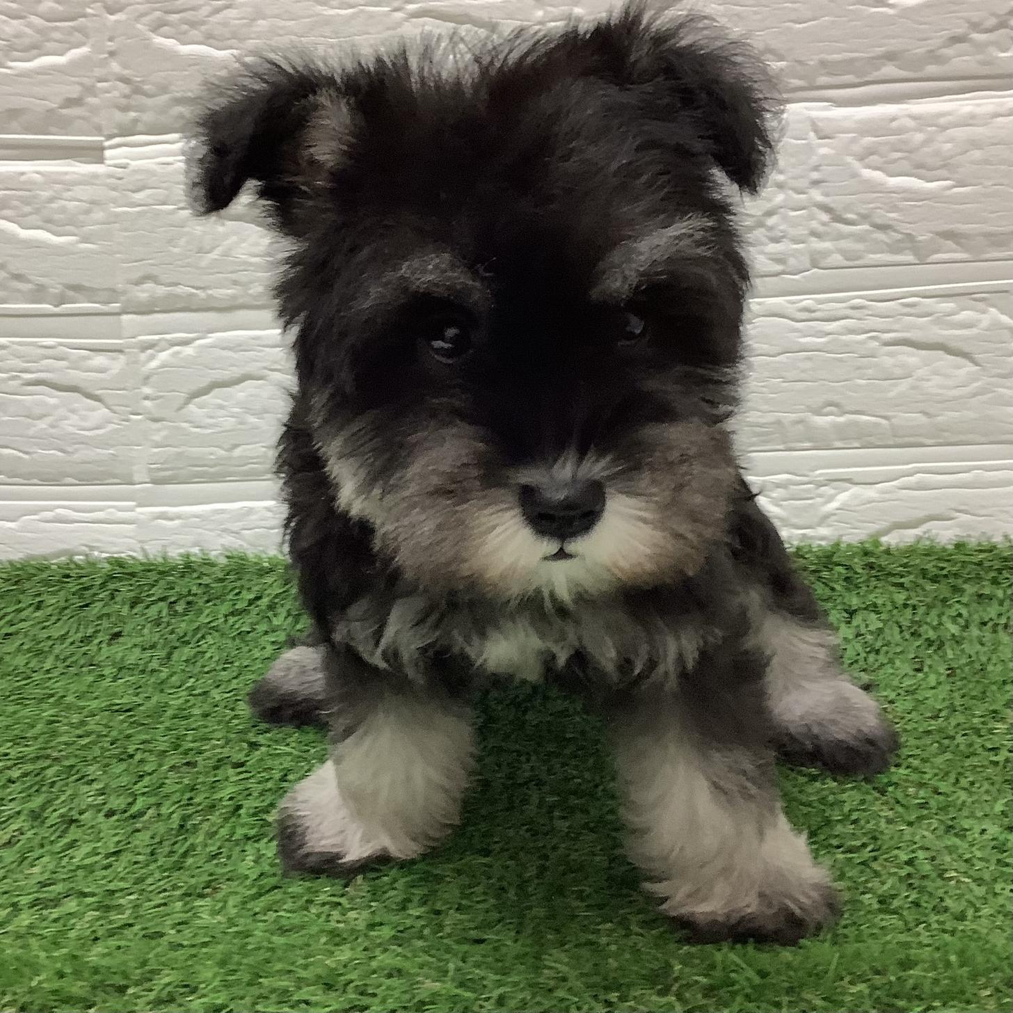 福岡県のミニチュアシュナウザー (ディスワン ドッグズホーム大野城店/2025年9月5日生まれ/男の子/ブラックシルバー)の子犬