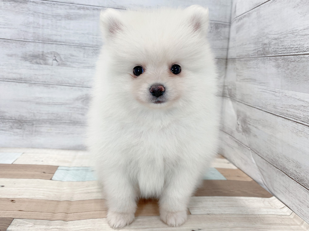 新潟県のポメラニアン (竹内ペット 新津本店/2025年8月22日生まれ/男の子/クリーム)の子犬の1枚目の画像