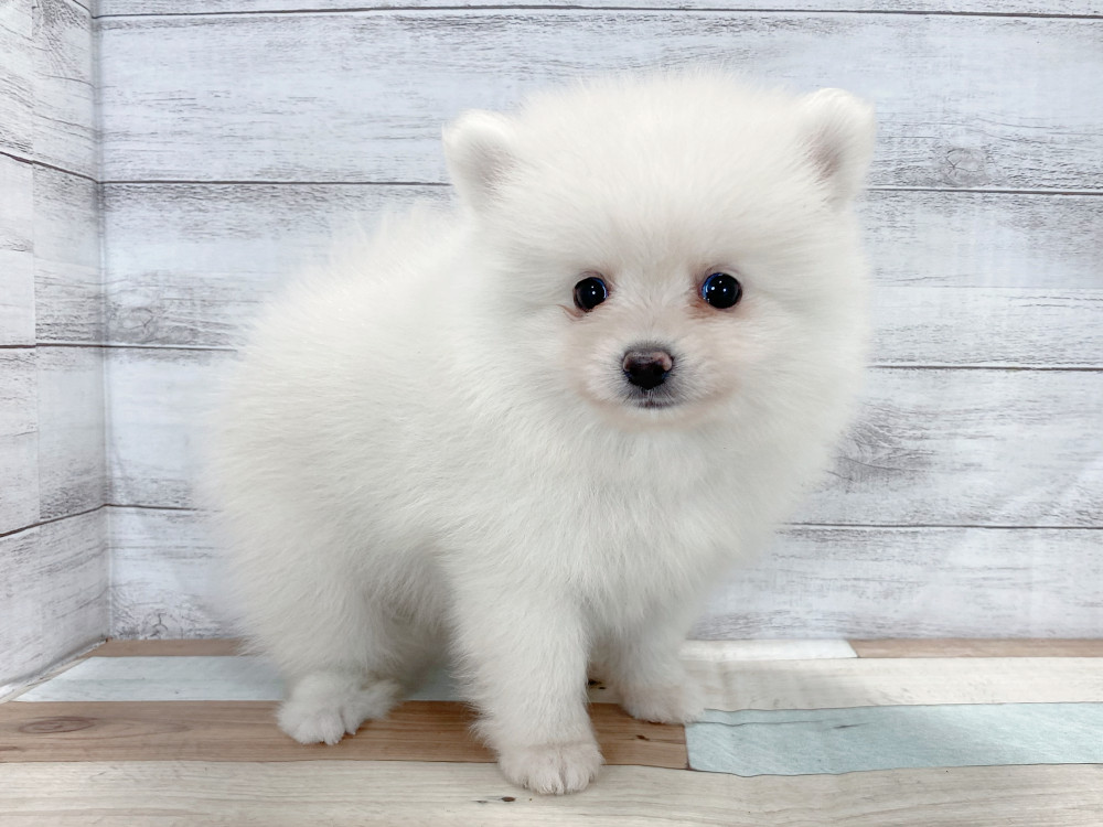 新潟県のポメラニアン (竹内ペット 新津本店/2025年8月22日生まれ/男の子/クリーム)の子犬の2枚目の画像