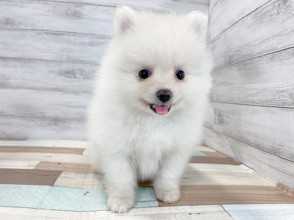 新潟県のポメラニアン (竹内ペット 新津本店/2025年8月22日生まれ/男の子/クリーム)の子犬の3枚目の画像
