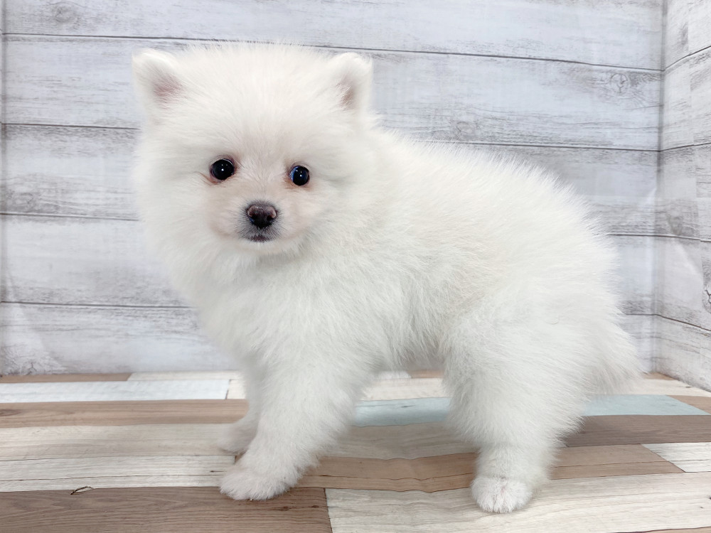 新潟県のポメラニアン (竹内ペット 新津本店/2025年8月22日生まれ/男の子/クリーム)の子犬の4枚目の画像