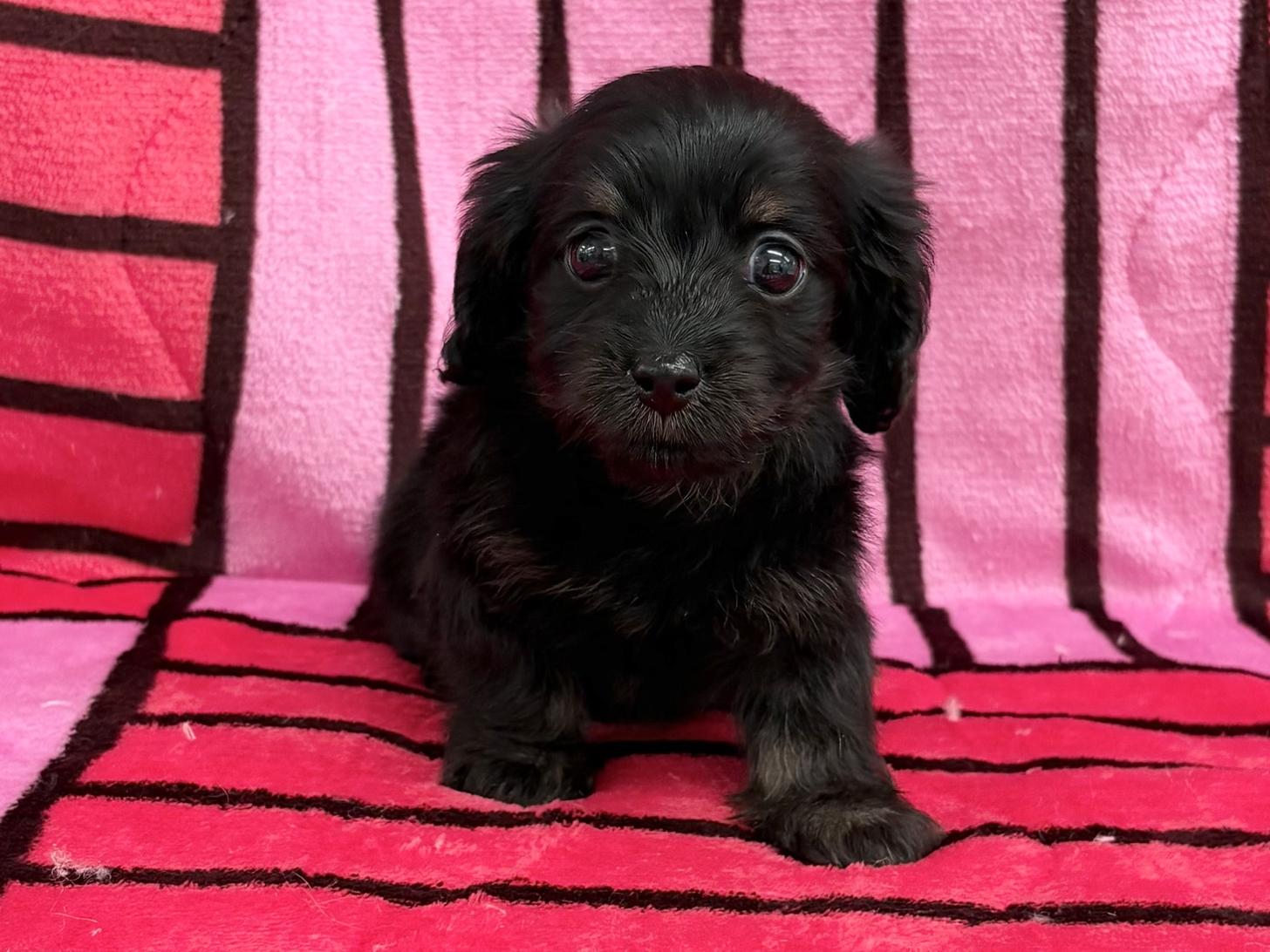 愛知県のマルックス(マルチーズ×ダックス) (ハピースペット春日井アミーゴ店/2025年12月7日生まれ/男の子/ブラックタン)の子犬の1枚目の画像