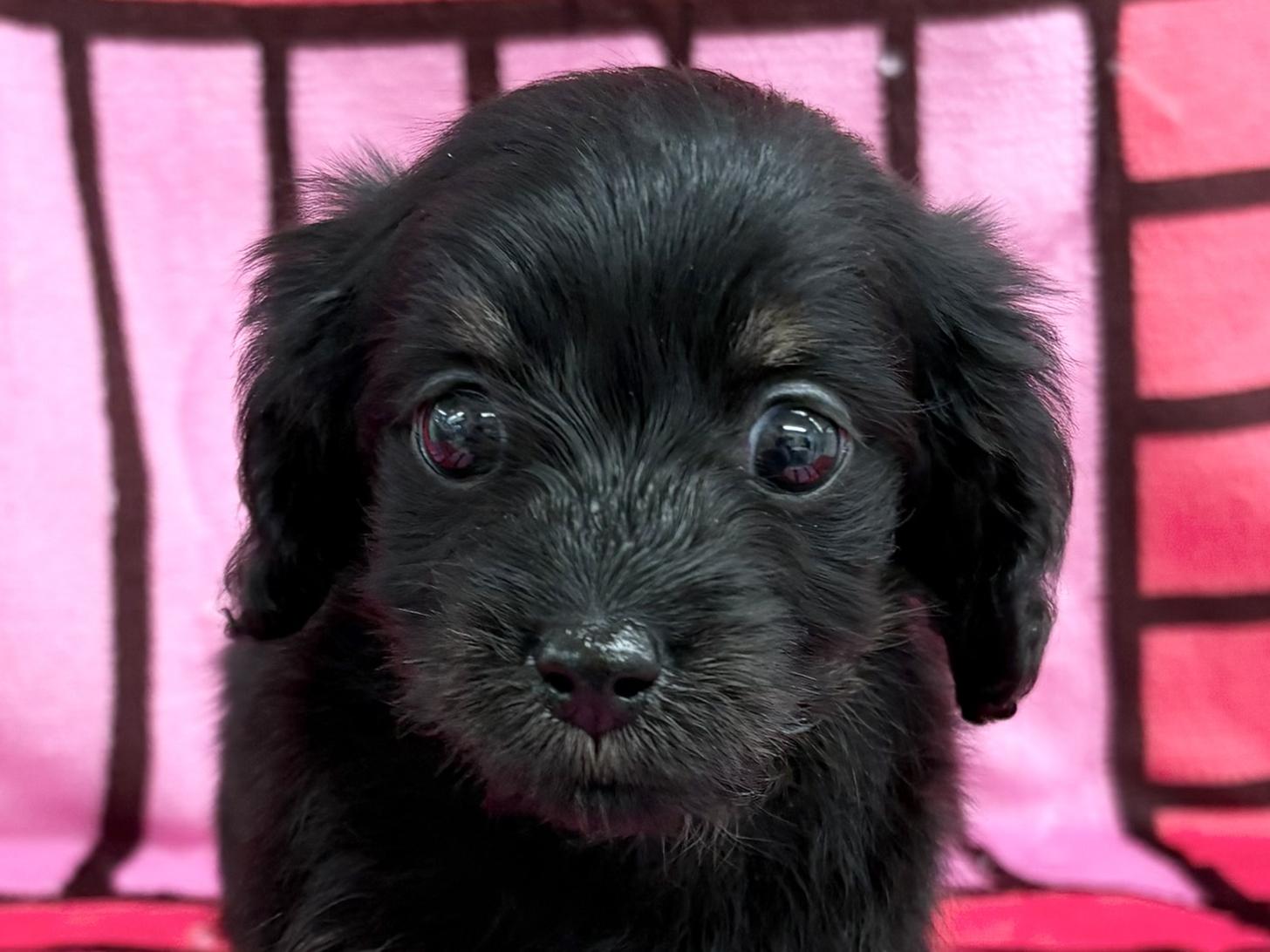 愛知県のマルックス(マルチーズ×ダックス) (ハピースペット春日井アミーゴ店/2025年12月7日生まれ/男の子/ブラックタン)の子犬の2枚目の画像